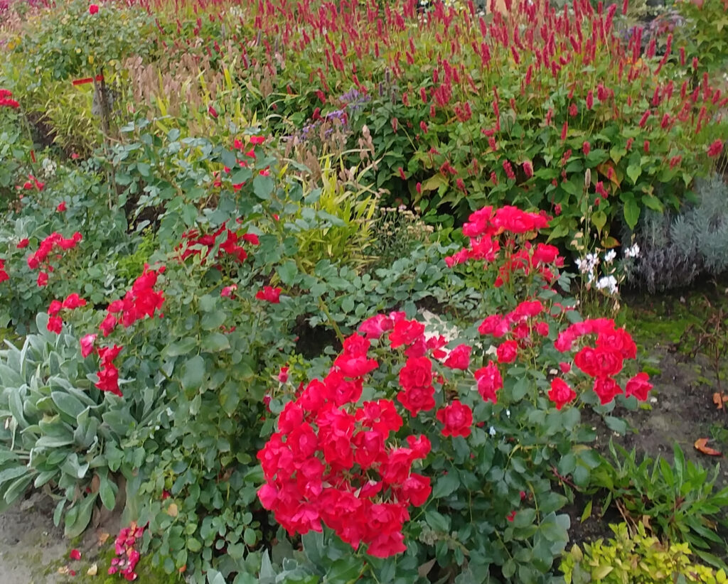Rosenbeet